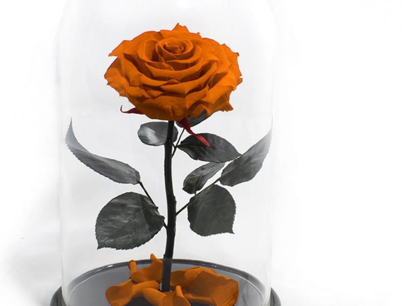Яркая живая роза под стеклянной колбой на подарок